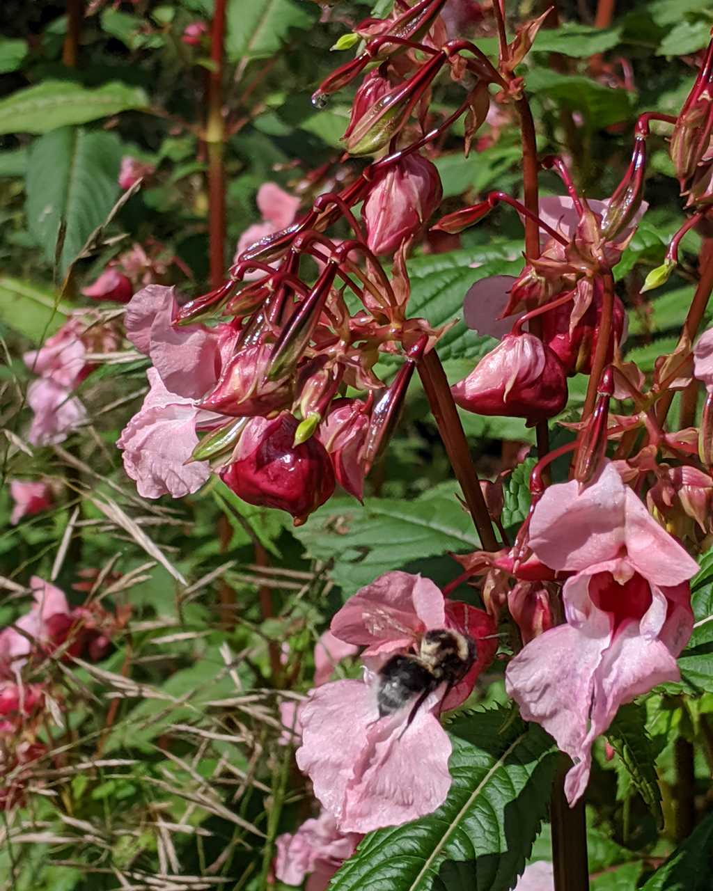 Impatiens glandulifera